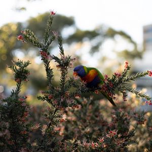 Preview wallpaper parrot, bird, bright, branches, plant