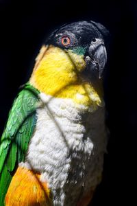 Preview wallpaper parrot, bird, bright, glance, black