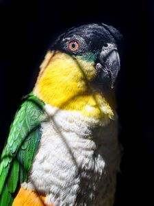 Preview wallpaper parrot, bird, bright, glance, black