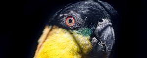 Preview wallpaper parrot, bird, bright, glance, black