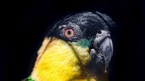 Preview wallpaper parrot, bird, bright, glance, black