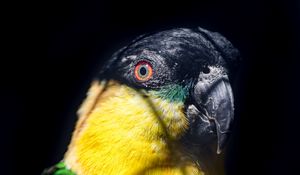 Preview wallpaper parrot, bird, bright, glance, black