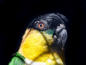 Preview wallpaper parrot, bird, bright, glance, black