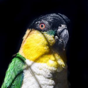 Preview wallpaper parrot, bird, bright, glance, black