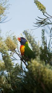Preview wallpaper parrot, bird, bright, colorful, branches
