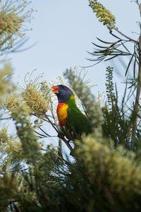 Preview wallpaper parrot, bird, bright, colorful, branches