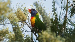 Preview wallpaper parrot, bird, bright, colorful, branches