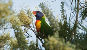 Preview wallpaper parrot, bird, bright, colorful, branches