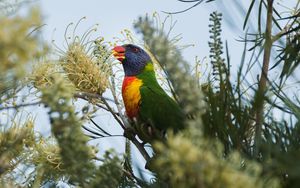 Preview wallpaper parrot, bird, bright, colorful, branches