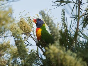 Preview wallpaper parrot, bird, bright, colorful, branches