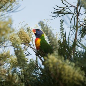 Preview wallpaper parrot, bird, bright, colorful, branches