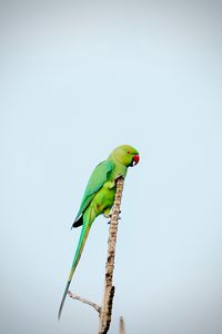 Preview wallpaper parrot, bird, bright, green, branch