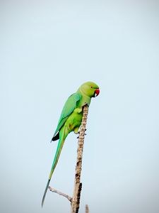 Preview wallpaper parrot, bird, bright, green, branch