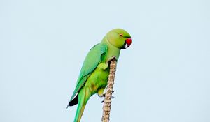 Preview wallpaper parrot, bird, bright, green, branch