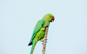 Preview wallpaper parrot, bird, bright, green, branch