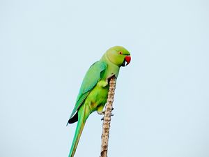 Preview wallpaper parrot, bird, bright, green, branch