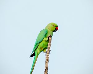 Preview wallpaper parrot, bird, bright, green, branch