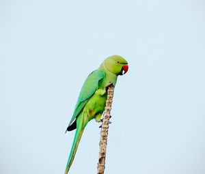 Preview wallpaper parrot, bird, bright, green, branch