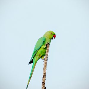 Preview wallpaper parrot, bird, bright, green, branch