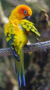 Preview wallpaper parrot, bird, bright