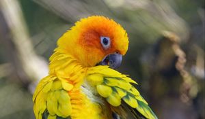 Preview wallpaper parrot, bird, bright