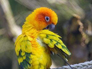 Preview wallpaper parrot, bird, bright