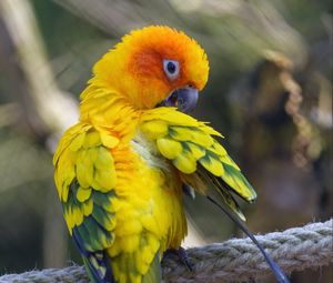 Preview wallpaper parrot, bird, bright