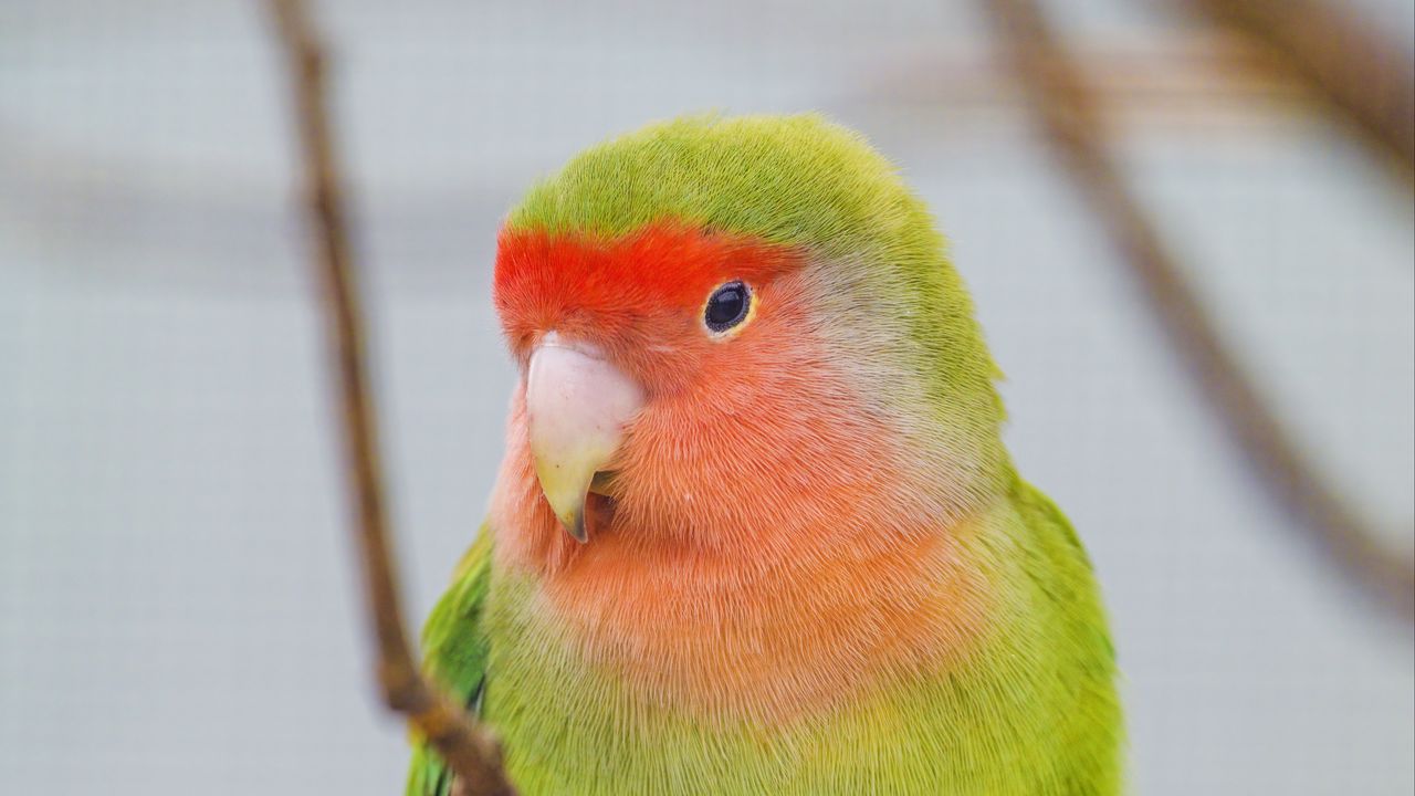 Wallpaper parrot, bird, bright, branches