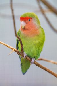 Preview wallpaper parrot, bird, bright, branches