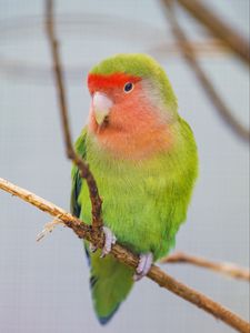 Preview wallpaper parrot, bird, bright, branches