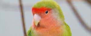 Preview wallpaper parrot, bird, bright, branches