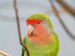 Preview wallpaper parrot, bird, bright, branches