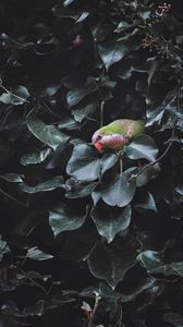 Preview wallpaper parrot, bird, bush, green