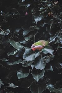 Preview wallpaper parrot, bird, bush, green