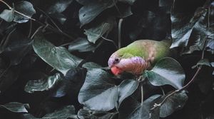 Preview wallpaper parrot, bird, bush, green