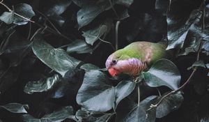 Preview wallpaper parrot, bird, bush, green