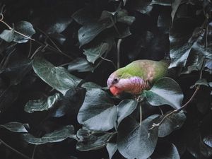 Preview wallpaper parrot, bird, bush, green