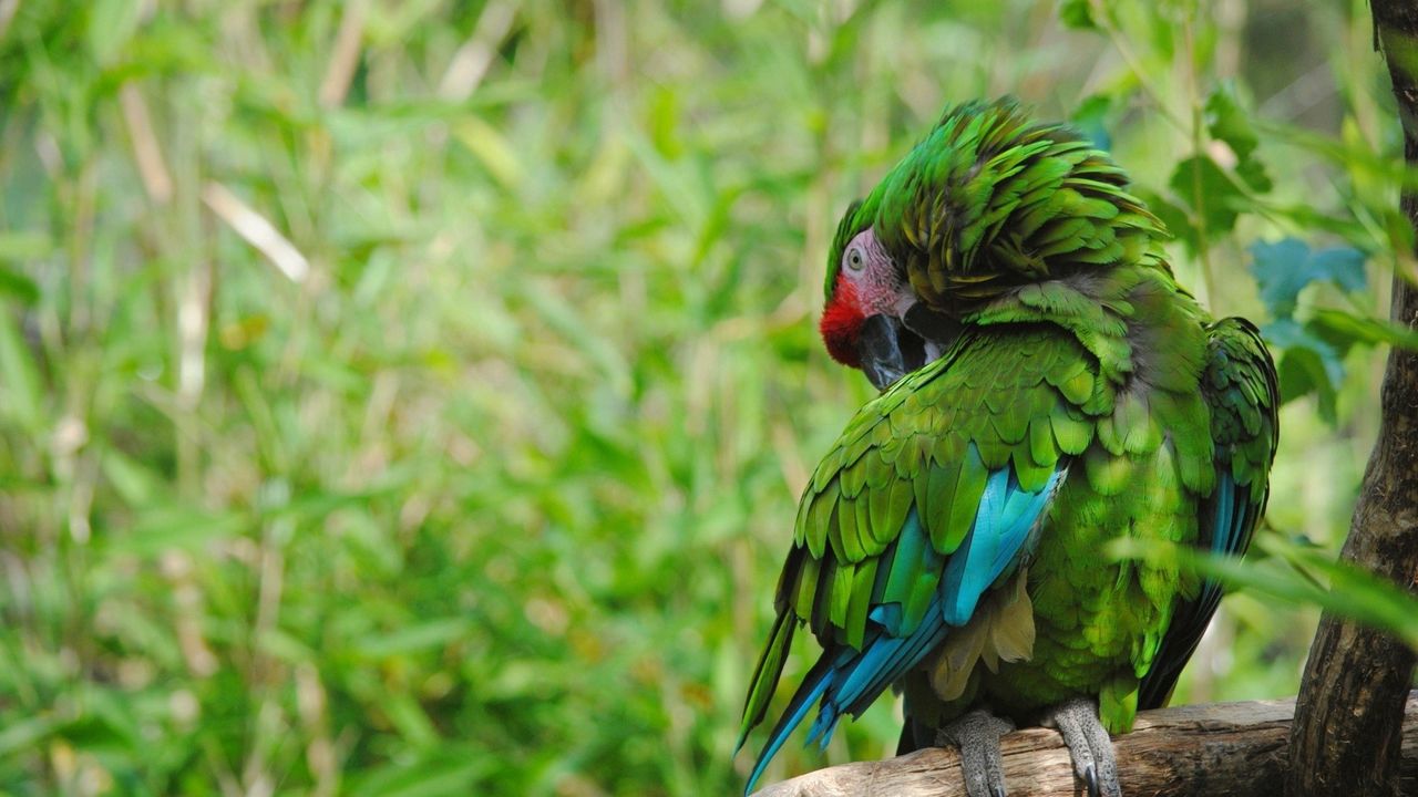 Wallpaper parrot, bird, color, feathers, green