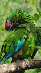 Preview wallpaper parrot, bird, color, feathers, green