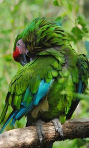 Preview wallpaper parrot, bird, color, feathers, green