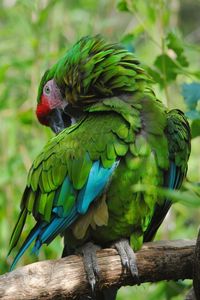 Preview wallpaper parrot, bird, color, feathers, green