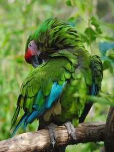 Preview wallpaper parrot, bird, color, feathers, green