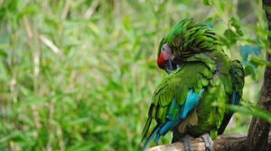 Preview wallpaper parrot, bird, color, feathers, green