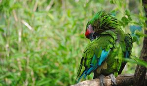 Preview wallpaper parrot, bird, color, feathers, green