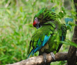 Preview wallpaper parrot, bird, color, feathers, green