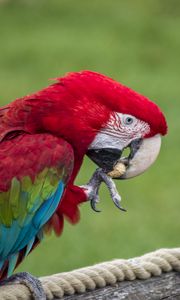 Preview wallpaper parrot, bird, color, feathers, beak