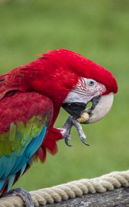 Preview wallpaper parrot, bird, color, feathers, beak