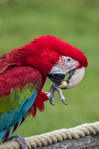 Preview wallpaper parrot, bird, color, feathers, beak