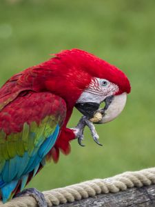 Preview wallpaper parrot, bird, color, feathers, beak