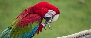 Preview wallpaper parrot, bird, color, feathers, beak